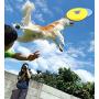 1 Pcs Dog Frisbee Toy, Soft Pet Toy Frisbee Flying Disc Tooth Resistant Outdoor Dog Training Multiple Colors, Floating Water Dog Toy Suitable for Small, or Medium Dogs Outdoor Training