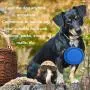 Large Collapsible Dog Bowl,Hiking Dog Bowl for Large Dogs Lightweight,Durable,Leak Proof,Food Safe,Easy To Clean, Premium Quality Travel Pet Bowl Solution,Perfect For Travlling,Camping With Your Pet Large Collapsible Dog Bowl,Hiking Dog Bowl for Large Dogs Lightweight,Durable,Leak Proof,Food Safe,Easy To Clean, Premium Quality Travel Pet Bowl Solution,Perfect For Travlling,Camping With Your Pet