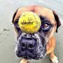 Waboba Fetch Water Ball for Dogs