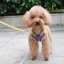 ocijf179 Pet Harness Adjustable Dog Cat Kitten Harness Puppy Vest Leash Chest Strap Set Pet Supplies - Black L
