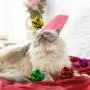 30 Pieces Random Glitter Pom Pom Balls Crinkle Balls Cat Toys Lightweight Shiny Cat Crinkle Balls for Cat Dog Pet Toys Supplies 30 Pieces Random Glitter Pom Pom Balls Crinkle Balls Cat Toys Lightweight Shiny Cat Crinkle Balls for Cat Dog Pet Toys Supplies