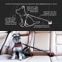 EzyDog Quick Fit No Pull Adjustable Harness Vest (Large, Black) and EzyDog Click - Car Seatbelt Harness Attachment (17.5in - 26in)