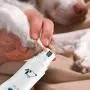 (2020 Upgraded) AMIR Pet Nail Grinder Dog Paws Clippers with 3 Grinding Ports, Premium Electric Pet Fingernail Grooming Kits for Small Dogs & Cats (Batteries Included) (2020 Upgraded) AMIR Pet Nail Grinder Dog Paws Clippers with 3 Grinding Ports, Premium Electric Pet Fingernail Grooming Kits for Small Dogs & Cats (Batteries Included)