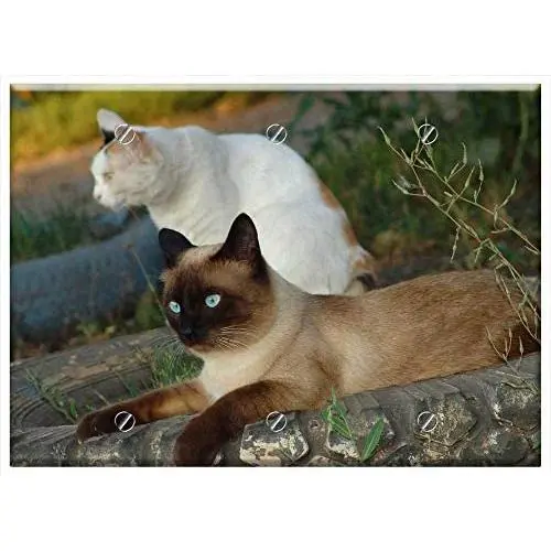 Triple Blank Wall Plate Cover - Cats Cat Pet Cat Looking Eyes Siamese Cats Pets Triple Blank Wall Plate Cover - Cats Cat Pet Cat Looking Eyes Siamese Cats Pets