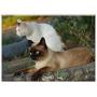 Triple Blank Wall Plate Cover - Cats Cat Pet Cat Looking Eyes Siamese Cats Pets