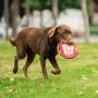 Warner Brothers Looney Tunes Red Porky Pig Dog Frisbee with Rope Warner Brothers Looney Tunes Red Porky Pig Dog Frisbee with Rope