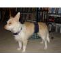 Tinkle Belts