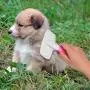 ECO-FUSED Slicker Brush and Nail Clippers for Dogs, Cats and Other Pets - Essential Animal Grooming/Claw Care Tools - Ideal Trimmers to Clip Thick Nails ECO-FUSED Slicker Brush and Nail Clippers for Dogs, Cats and Other Pets - Essential Animal Grooming/Claw Care Tools - Ideal Trimmers to Clip Thick Nails