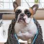 Furvoya Pet Chenille Bath Towel - Quick Drying & Super Absorbent Cloth for Dogs & Cats - Non-Dyed Grooming & Cleaning Dryer Accessories - Hand Pockets, Hanging Loop, Embroidered Paws