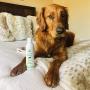 Pet So Soft Hair Softening Tea Tree Essential Oil Dog Shampoo for Bath to Keep Your Dogs Hair Strong Healthy Smelling Good & Soft - Pet Grooming Itch Relief for Dogs w/Sensitive Skin Smells Great