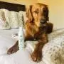 Pet So Soft Hair Softening Tea Tree Essential Oil Dog Shampoo for Bath to Keep Your Dogs Hair Strong Healthy Smelling Good & Soft - Pet Grooming Itch Relief for Dogs w/Sensitive Skin Smells Great Pet So Soft Hair Softening Tea Tree Essential Oil Dog Shampoo for Bath to Keep Your Dogs Hair Strong Healthy Smelling Good & Soft - Pet Grooming Itch Relief for Dogs w/Sensitive Skin Smells Great