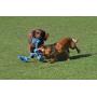 Happy Pet King-Size Coil Figure
