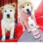 Warren London Magic White Brightening Dog Shampoo - Enhances Natural Color & Shine of All Coats - 17 oz & 1 Gallon