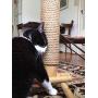 boohugger Bamboo and Jute Cat Scratching Post
