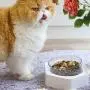 Schwein Double Single Cat Dog Bowls Elevated Cat Food Water Bowls 0/20°Tilted Raised Pet Feeder Bowl with Anti Slip Stand for Cats and Small Dogs Schwein Double Single Cat Dog Bowls Elevated Cat Food Water Bowls 0/20°Tilted Raised Pet Feeder Bowl with Anti Slip Stand for Cats and Small Dogs