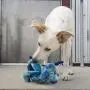 Dragon Knots, Dog Toy, Medium/Large, Colors Vary Dragon Knots, Dog Toy, Medium/Large, Colors Vary