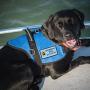 WORKINGSERVICEDOG.COM Working Dog Do Not Pet - Sew On Patch for Service Dog Vest or Harness