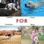 Squeaky Dog Toys for Aggressive Chewers ,Almost Indestructible，Plush Dog Toy with Squeaker, Durable Pet Toy for Medium and Large Breed. 2Pcs.…