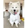 XXL Dog Bathrobe Absorbent Towels - Use This Luxury Dog Pajamas After Your Dog Shower, Tub or Beach - Dog Robe Can Be Used As A Dog Blanket, Sweater or for Dog Gifts - Great Puppy Sweater or Towel