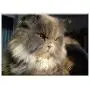 Triple Blank Wall Plate Cover - Cat Pet Animals Feline Animal Kitten Cat Eyes
