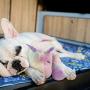 Lepawit Dog Plush Toy Heartbeat Toy Puppy Behavioral Training Aid Toy for Anxiety Relief Newborn Puppies Sleep Aid Separation Anxiety, Accompany Rainbow Unicorn Plush Toy for Dogs