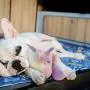 Lepawit Dog Plush Toy Heartbeat Toy Puppy Behavioral Training Aid Toy for Anxiety Relief Newborn Puppies Sleep Aid Separation Anxiety, Accompany Rainbow Unicorn Plush Toy for Dogs Lepawit Dog Plush Toy Heartbeat Toy Puppy Behavioral Training Aid Toy for Anxiety Relief Newborn Puppies Sleep Aid Separation Anxiety, Accompany Rainbow Unicorn Plush Toy for Dogs