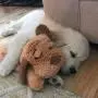Snuggle Puppy - New Puppy Starter Kit