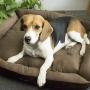 Petper Pet Self-Warming Bed, Dog Sofa Bed Paw Print