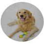 ThinkingPower Elasticized Tablecloth Pet Dog Laying Down with Toy Friendly Domestic Puppy Playful Companion Polyester tablecothes for Travel Christmas Picnics Parties Multicolor Diameter - 39 Inch