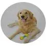 ThinkingPower Elasticized Tablecloth Pet Dog Laying Down with Toy Friendly Domestic Puppy Playful Companion Polyester tablecothes for Travel Christmas Picnics Parties Multicolor Diameter - 39 Inch ThinkingPower Elasticized Tablecloth Pet Dog Laying Down with Toy Friendly Domestic Puppy Playful Companion Polyester tablecothes for Travel Christmas Picnics Parties Multicolor Diameter - 39 Inch