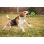 None/Brand Dog Toy bite Ball cat Rubber Round Toy Leakage Ball Molar Ball pet Supplies