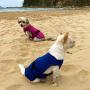 DOGZSTUFF Dog Cooling Vest. Lightweight Jacket with Evaporative Cool Microfiber Technology, UV Protection Shirt, Sizing for Small, Medium and Large Dogs