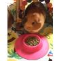 STAYbowl Tip-Proof Ergonomic Pet Bowl for Guinea Pig and Other Small Pets, 1/4-Cup Small Size, Fuchsia (Pink)