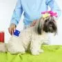 BEATURE 4 Pieces Pet Supplies Combs, Dog Accessories, Grooming Combs for Cats Dogs, Tear Stain Remover Comb Set, Fine Tooth Stainless Steel Hair Combs Remove Float Hair and Dandruff (Blue) BEATURE 4 Pieces Pet Supplies Combs, Dog Accessories, Grooming Combs for Cats Dogs, Tear Stain Remover Comb Set, Fine Tooth Stainless Steel Hair Combs Remove Float Hair and Dandruff (Blue)