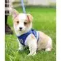 YujueShop Cat Harness and Leash Pet Vest Small Dog Harness Escape Proof Reflective Re-Adjustable Walking Soft Mesh with Pet Leash for Cats Puppies Pets YujueShop Cat Harness and Leash Pet Vest Small Dog Harness Escape Proof Reflective Re-Adjustable Walking Soft Mesh with Pet Leash for Cats Puppies Pets