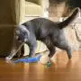 5 Pcs Cat Toys ,Cat Feather Toys for Indoor Kitty,Caterpillar Cat Interactive Toys Set for Indoor Cats Pet Toy 3.5x3.5x20cm 5 Pcs Cat Toys ,Cat Feather Toys for Indoor Kitty,Caterpillar Cat Interactive Toys Set for Indoor Cats Pet Toy 3.5x3.5x20cm
