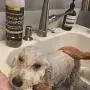 PierrePablo Natural Oatmeal Dog Shampoo with Enhanced Odor Control, 24 Ounces