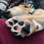 Pawtitas Paw Balm for Dogs is a Natural Protection Against Chapped, Rough, Peeling & Cracked Paws - Moisturizer Paw Pads Organic Wax Balm for Dog Paws | Manufactured with Certified Organic Ingredi