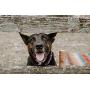 Dog Dry Shampoo - powder formula that contains therapeutic essential oils. Waterless pet shampoo - freshen smelly dogs, anxious dogs.