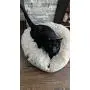 Self-Warming and Calming 100% Cotton-Filled Nesting Pet Bed (Multiple Sizes and Colors), Anti-Slip Bottom, Machine Washable (Large, Dark Grey) Self-Warming and Calming 100% Cotton-Filled Nesting Pet Bed (Multiple Sizes and Colors), Anti-Slip Bottom, Machine Washable (Large, Dark Grey)