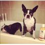 Warren London 2in1 Pet Shampoo Plus Conditioner with Vitamin E & Shea Butter - 17oz & 1 Gallon Sizes - Made in USA
