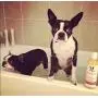 Warren London 2in1 Pet Shampoo Plus Conditioner with Vitamin E & Shea Butter - 17oz & 1 Gallon Sizes - Made in USA Warren London 2in1 Pet Shampoo Plus Conditioner with Vitamin E & Shea Butter - 17oz & 1 Gallon Sizes - Made in USA