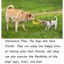 Sunglow Dog Chewing Ring, Soft Durable Rubber Ring,Dog Molar Toy, Deep Cleaning Ring for Teeth， Chewing Biting Chasing Training Pet Toy for Small and Medium Dog Puppy