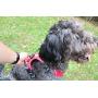My Busy Dog Harness Vest | No Pull, Easy On/Off, Front/Back Metal Leash Attachments, Handle, Reflective, Secure Fit | Perfect for Small Medium Large Dogs | Size Chart in Pictures
