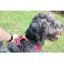 My Busy Dog Harness Vest | No Pull, Easy On/Off, Front/Back Metal Leash Attachments, Handle, Reflective, Secure Fit | Perfect for Small Medium Large Dogs | Size Chart in Pictures My Busy Dog Harness Vest | No Pull, Easy On/Off, Front/Back Metal Leash Attachments, Handle, Reflective, Secure Fit | Perfect for Small Medium Large Dogs | Size Chart in Pictures