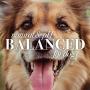 Combo Pack: Burts Bees for Dogs Natural Detangling Spray with Lemon and Linseed and Double Sided Pin & Bristle Brush | Cruelty Free, Sulfate & Paraben Free, pH Balanced for Dogs - Made in The USA