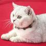 ocijf179 Cat Toy Pet Cat Kitten Matatabi Necklace Shaped Molar Stick Interactive Chew Catnip Toy
