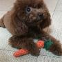LKXHarleya Carrot Puppy Chew Toys Teething Small Dog Braided Braided Pet Toys for Aggressive Chewers,Long 22cm