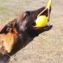 BTFLKNS 2Pcs Diameter 3.54inch Large Dog Rope Ball, Foam Ball on a Rope Dog Toy can Floats in Water, for Small and Large Dogs Interactive, Tugging Ball Toys(Yellow) BTFLKNS 2Pcs Diameter 3.54inch Large Dog Rope Ball, Foam Ball on a Rope Dog Toy can Floats in Water, for Small and Large Dogs Interactive, Tugging Ball Toys(Yellow)