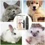 TOULIFLY Dog Nail Grinder, Pet Nail Grinder, Electric Pet Nail Grinder Gentle, Adjustable Power 2 Speed Quiet USB Rechargeable Professional Pet Nail Trimmer Paws Grooming & Smoothing Claw Care TOULIFLY Dog Nail Grinder, Pet Nail Grinder, Electric Pet Nail Grinder Gentle, Adjustable Power 2 Speed Quiet USB Rechargeable Professional Pet Nail Trimmer Paws Grooming & Smoothing Claw Care